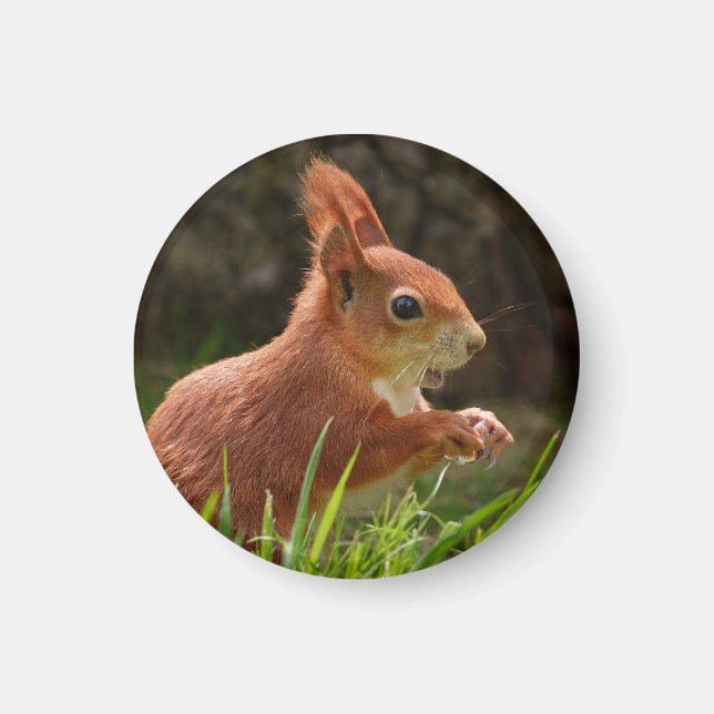 Fröhliches Rotes Eichhörnchen Magnet (Vorne)