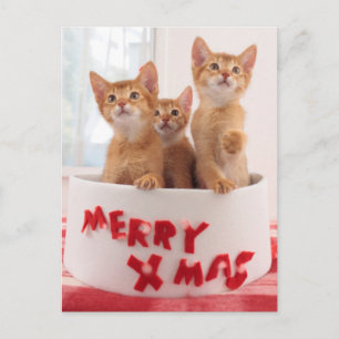 Fröhliches WeihnachtsKätzchen Feiertagspostkarte
