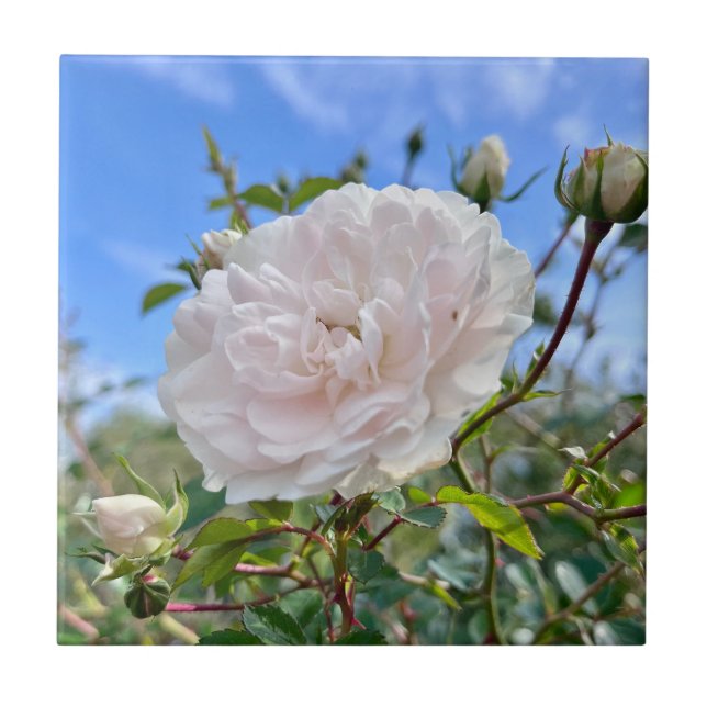From my mom's garden fliese (Vorderseite)