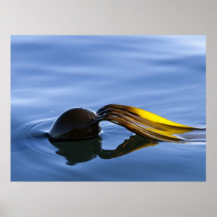 Fronds d'or - Poster