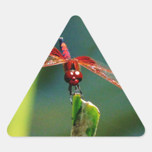 Frontal Red and Black Dragonfly Dreieckiger Aufkleber