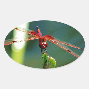 Frontal Red and Black Dragonfly Ovaler Aufkleber