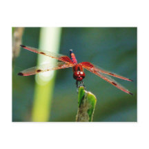 Frontal Red and Black Dragonfly