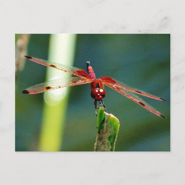 Frontal Red and Black Dragonfly Postkarte (Vorderseite)