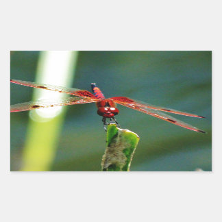 Frontal Red and Black Dragonfly Rechteckiger Aufkleber