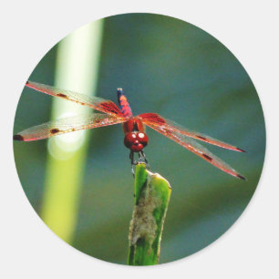 Frontal Red and Black Dragonfly Runder Aufkleber