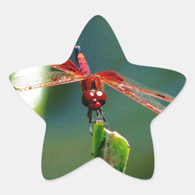 Frontal Red and Black Dragonfly Stern-Aufkleber (Vorderseite)