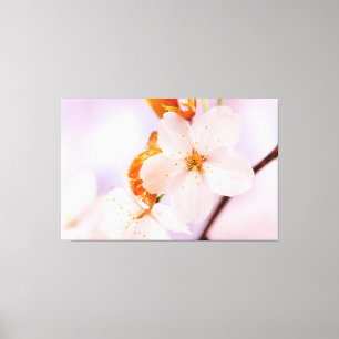 Frontale Ansicht der Kirschblüte in der Frühlingsz Leinwanddruck