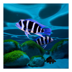 Frontosa Cichlid Plecostomus Aquarium Fisch Poster
