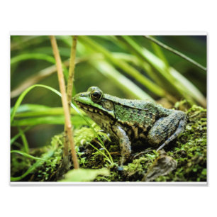 Frosch 01 fotodruck