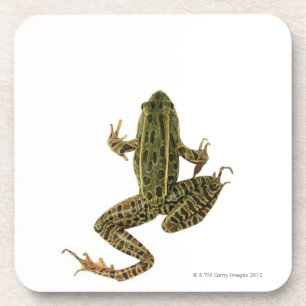 Frosch 2 getränkeuntersetzer