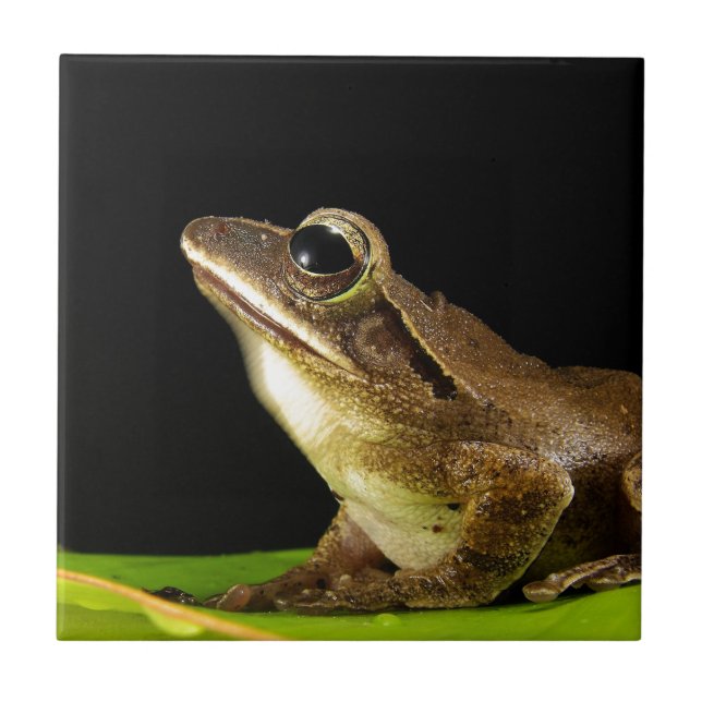 Frosch auf einem Blatt Fliese (Vorderseite)