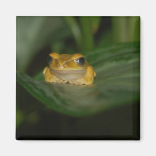 Frosch auf einem Blatt Magnet