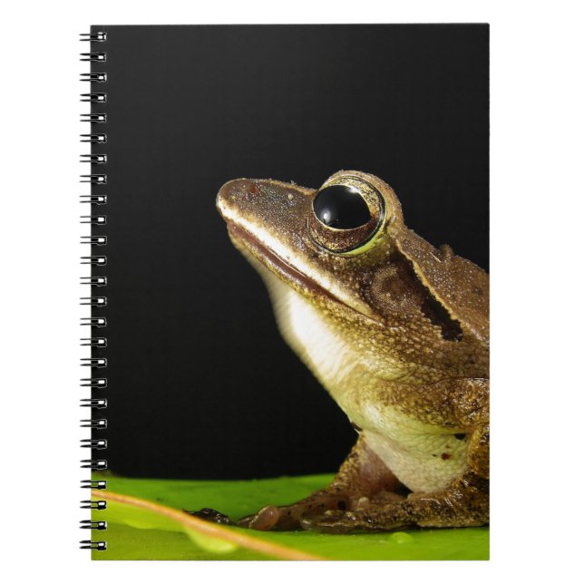 Frosch auf einem Blatt Notizblock (Vorderseite)