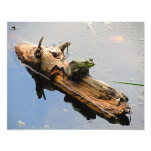 Frosch auf einem Klotz Fotodruck