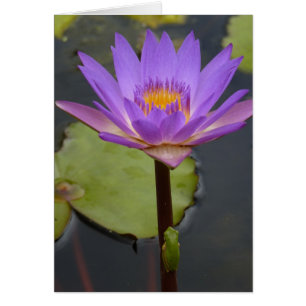 Frosch auf einer Lilie