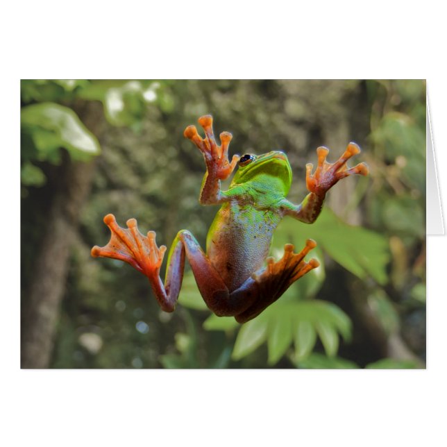 Frosch auf Glas (Vorderseite (Horizontal))