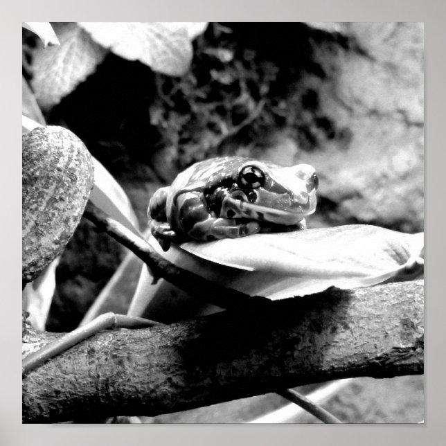 Frosch auf Leaf B+W Poster (Vorne)