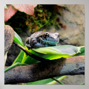 Frosch auf Leaf Poster