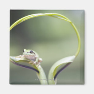 Frosch auf Pflanzenstamm, Biei, Hokkaido, Japan Magnet