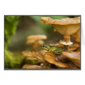 Frosch auf Pilzen