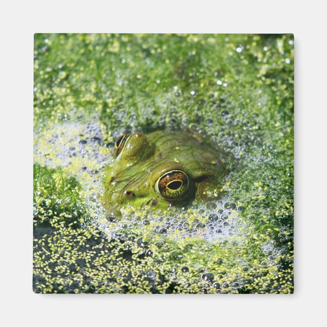 Frosch Augen in einem Teich Magnet (Vorne)