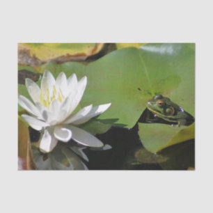 Frosch bewundern Wasserlilie entziehen Seidenpapier