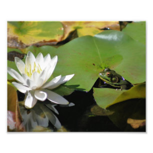 Frosch Bewunderung Wasser Lily Lotus Blume 8x10 Na Fotodruck