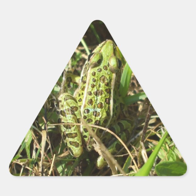 Frosch Dreieckiger Aufkleber (Vorderseite)