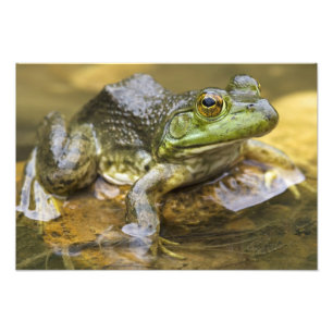 Frosch entlang des Buffalo River, Meile 126 am Fotodruck
