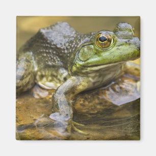 Frosch entlang des Buffalo River, Meile 126 am Magnet