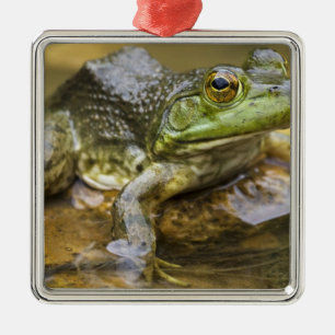 Frosch entlang des Buffalo River, Meile 126 am Ornament Aus Metall