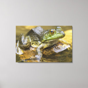 Frosch entlang des Buffalo River, Meile 126 an dem Leinwanddruck