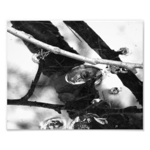 Frosch-Foto BW Fotodruck