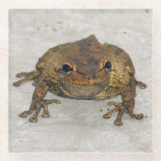 Frosch Foto Square Glass Untersetzer (Vorderseite)