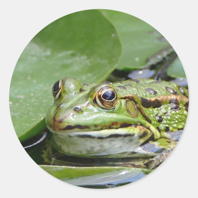 Frosch Green Lily Pad Foto Runder Aufkleber (Vorderseite)
