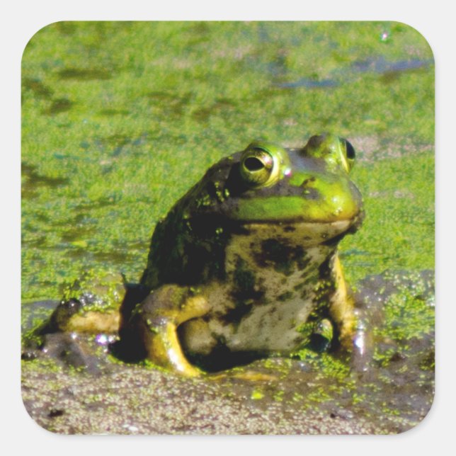 Frosch Große Stickers (Vorderseite)