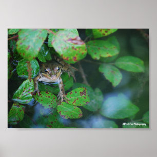 Frosch im blätterreichen Teich Poster