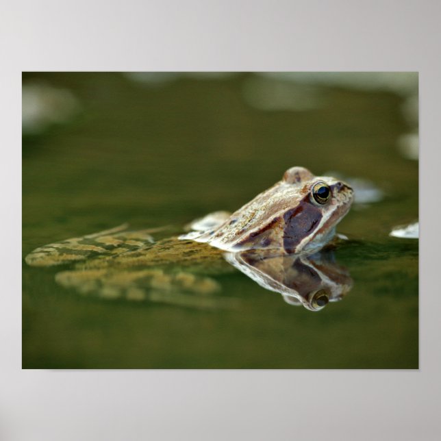 Frosch im Wasser Poster (Vorne)