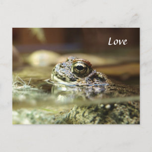Frosch im Wasser Postkarte