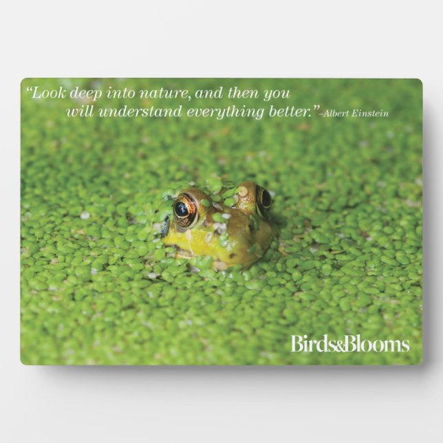 Frosch in der grünen Alge Fotoplatte (Vorderseite)