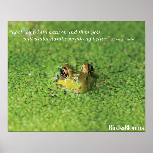 Frosch in der grünen Alge Poster (Vorne)