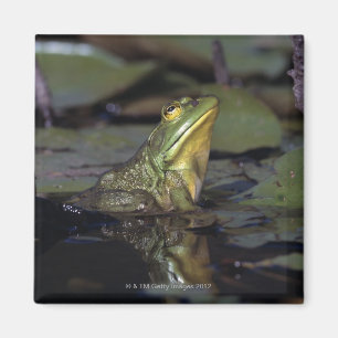 Frosch in einem Teich Magnet