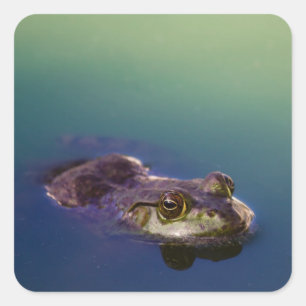 Frosch in Wasser Grün Frosch Augen Quadratischer Aufkleber