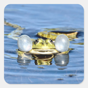 Frosch in Wasser mit Luftsaure Quadratischer Aufkleber