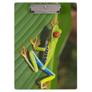 Frosch Klemmbrett