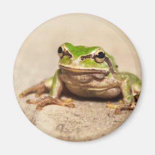 FROSCH MAGNET