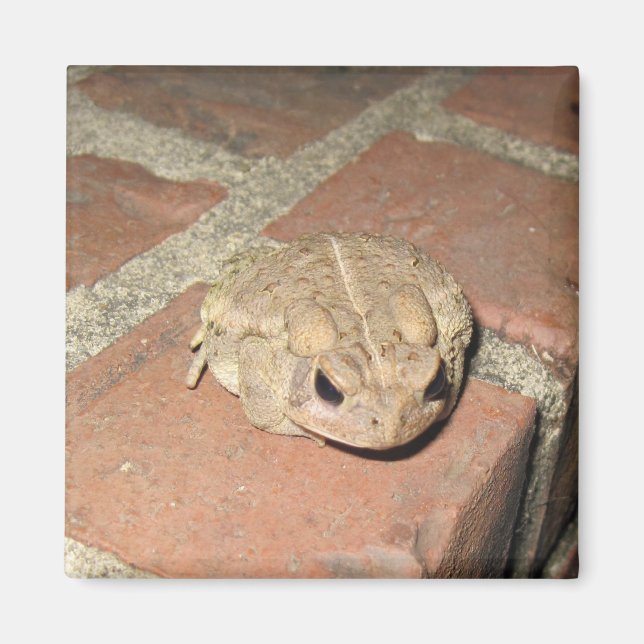 Frosch Magnet (Vorne)