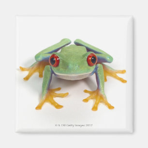 Frosch Magnet