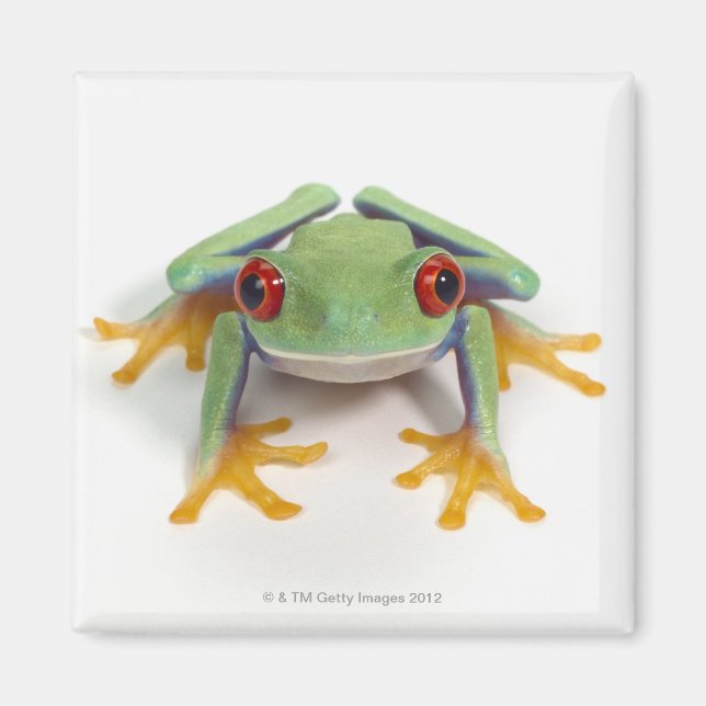 Frosch Magnet (Vorne)